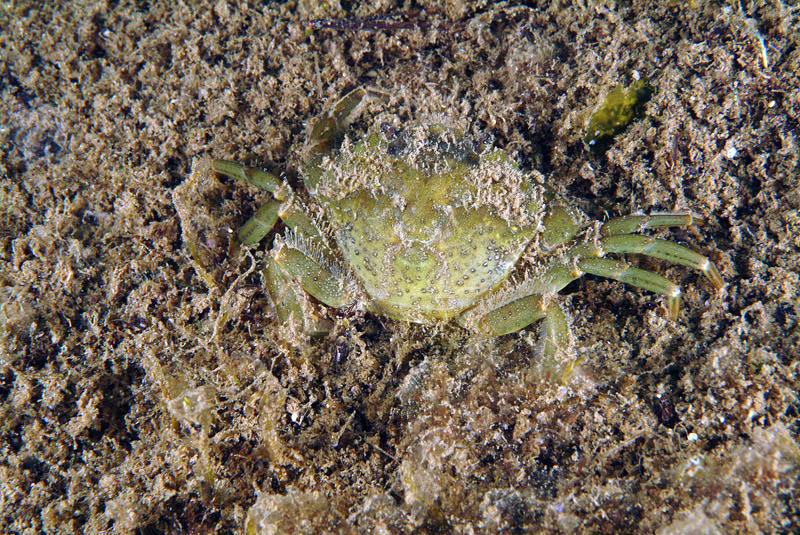 Carcinus mediterraneus